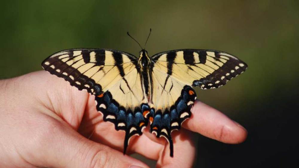 As Climate Changes, so Could the Genes of the Eastern Tiger Swallowtail Butterfly